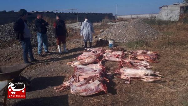 ۳۵ لاشه گوسفندی به علت مسمومیت در پارس‌آباد معدوم شد