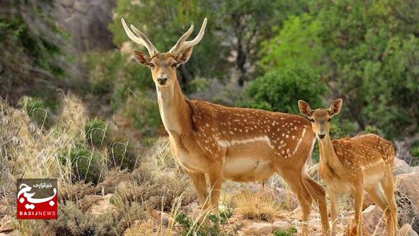 نگهداری ۹ گوزن زرد ایرانی در «فندقلو» اردبیل