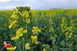 پیش بینی برداشت ۹ هزار تن کلزا در شوشتر