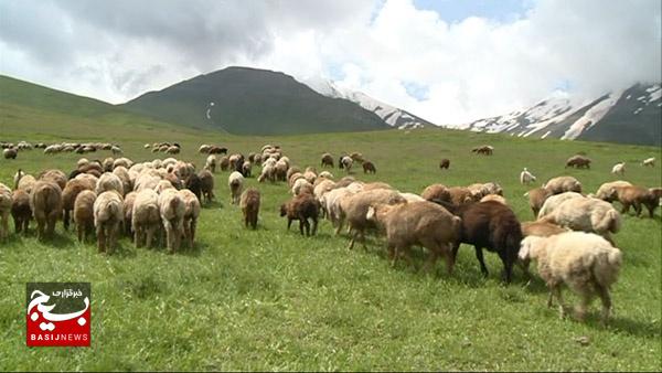 مراتع چناران؛ موتور محرک اقتصاد روستایی و عشایری در شمال خراسان رضوی