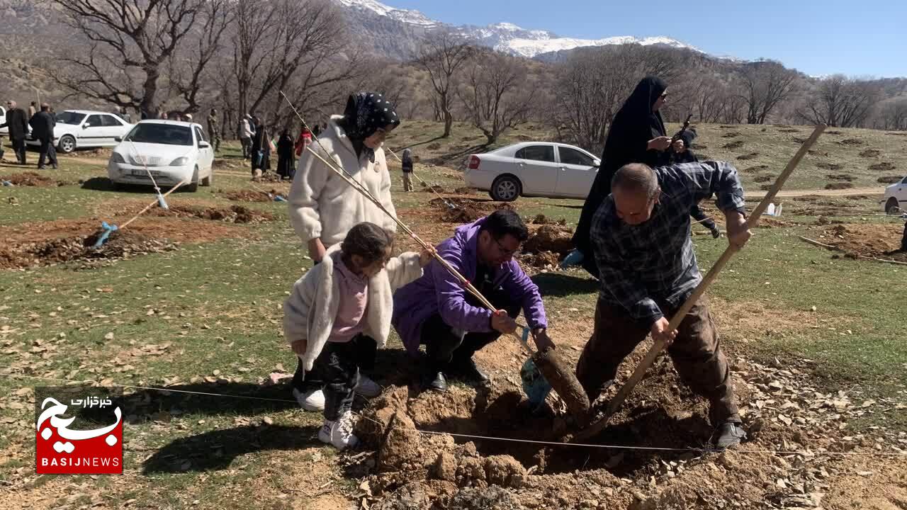 سرو ایران در خاک کهگیلویه و بویراحمد کاشته شد