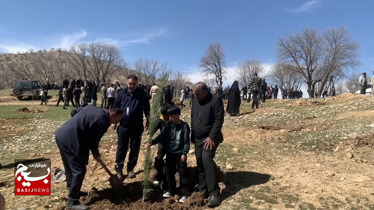 سرو ایران در خاک کهگیلویه و بویراحمد کاشته شد
