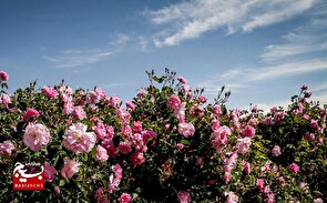 رونق اقتصاد خوش‌بو در تربت‌جام با ۳۵ هکتار گل محمدی+تصاویر