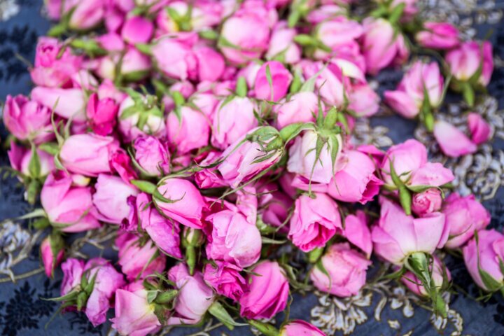پیچش عطر گل محمدی در ایلام؛ برداشت ۴۵ تن از نگین زاگرس