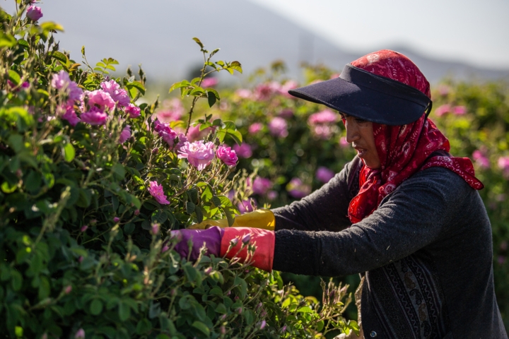 پیچش عطر گل محمدی در ایلام؛ برداشت ۴۵ تن از نگین زاگرس