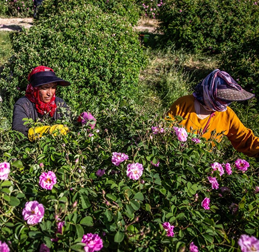 پیچش عطر گل محمدی در ایلام؛ برداشت ۴۵ تن از نگین زاگرس
