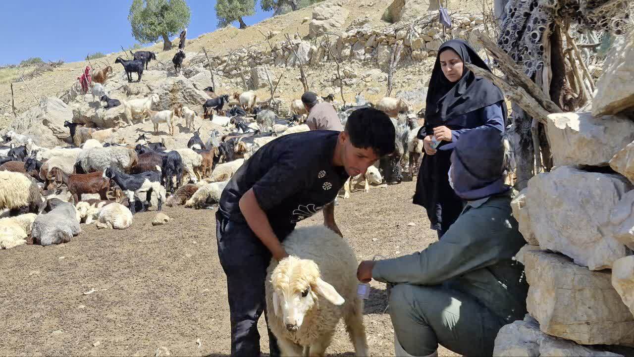 واکسیناسیون هفت هزار دام و طیور توسط جهادگران بسیجی در باشت