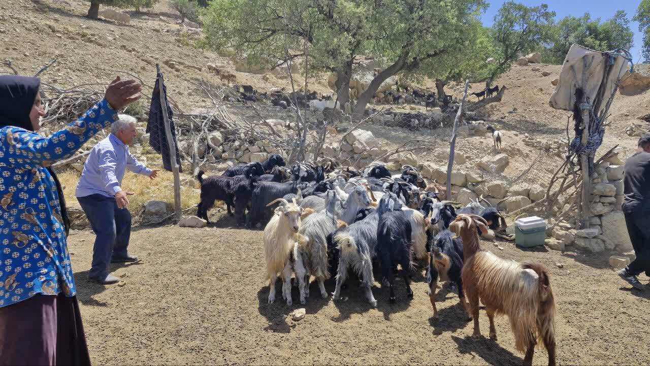 واکسیناسیون هفت هزار دام و طیور توسط جهادگران بسیجی در باشت
