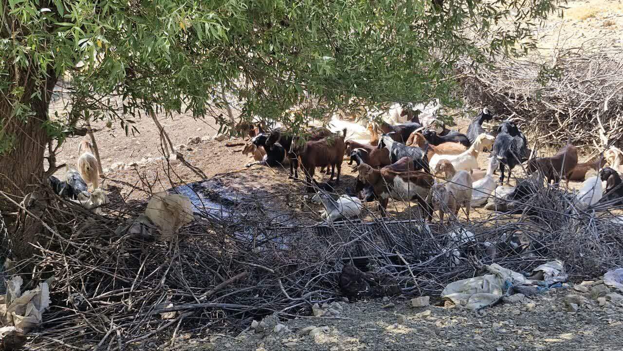 واکسیناسیون هفت هزار دام و طیور توسط جهادگران بسیجی در باشت