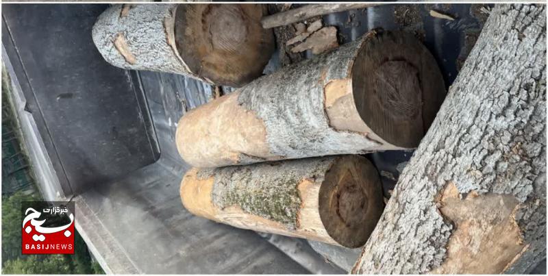 کشف ۴ اصله گرده بینه جنگلی در اردبیل