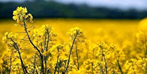 خرید تضمینی ۵۶ هزار تن کلزا از کشاورزان گلستانی