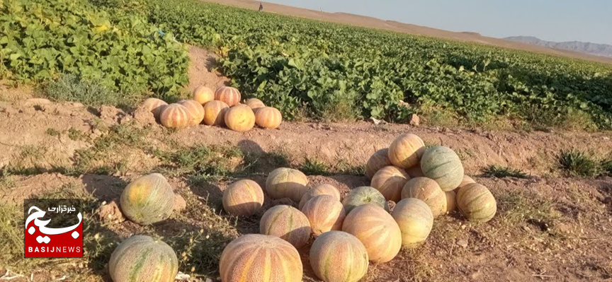 پیشبینی برداشت ۲۰ هزار تن طالبی از جالیزارهای کاشمر پیشبینی برداشت ۲۰ هزار تن طالبی از جالیزارهای کاشمر
