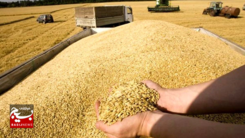 پرداخت ۲۳ میلیارد تومان مطالبات گندم‌کاران کرمانشاه