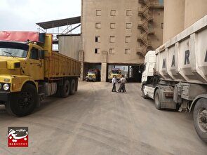 بارگیری گندم به کارخانجات استان مازندران