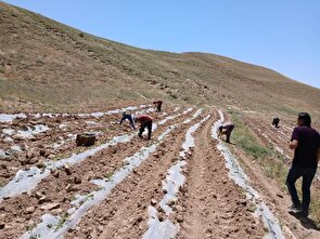 جمع‌آوری بقایای پلاستیکی از مزارع آذربایجان شرقی پس از برداشت محصول الزامی است
