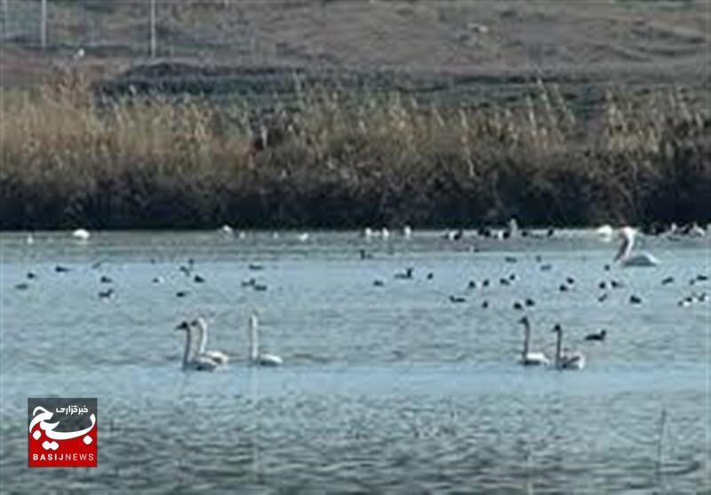 پیگیر ثبت جهانی تالاب میل مغان هستیم