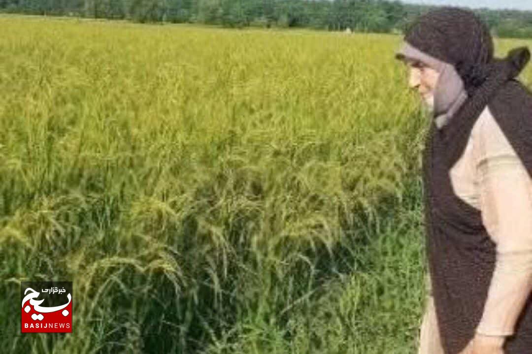 حماسه مقاومت با بر افراشتن پرچم بر خوشه های طلایی برنج