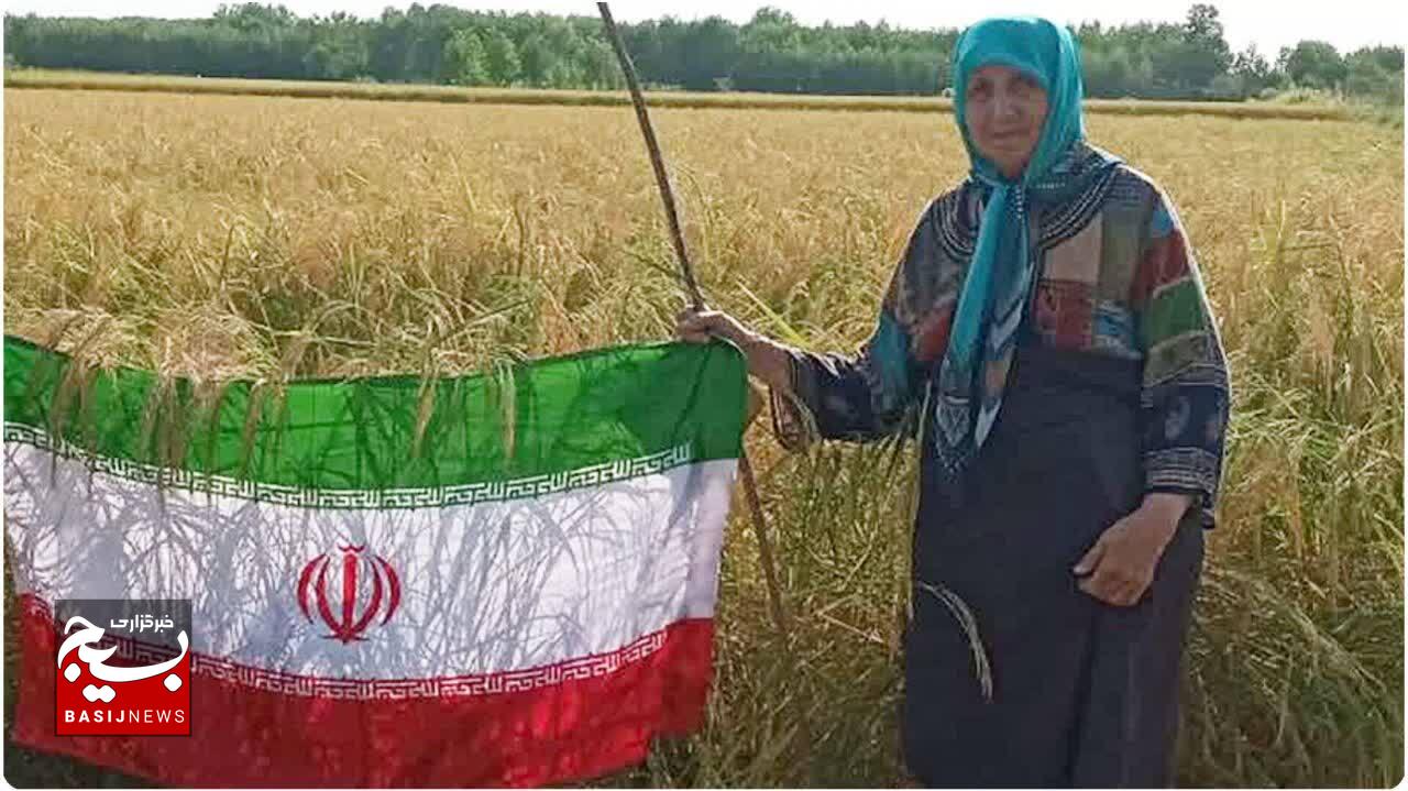 حماسه مقاومت با بر افراشتن پرچم بر خوشه های طلایی برنج