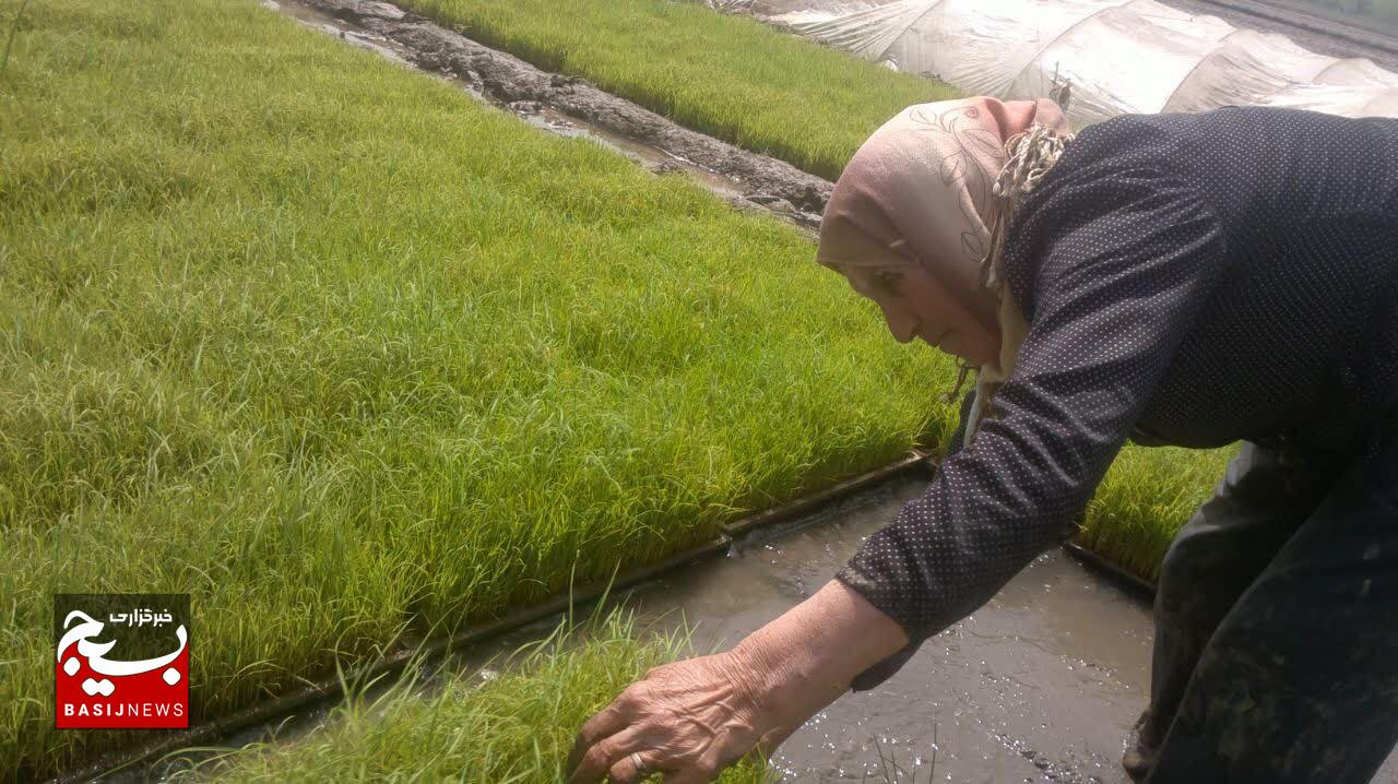 حماسه مقاومت با بر افراشتن پرچم بر خوشه های طلایی برنج