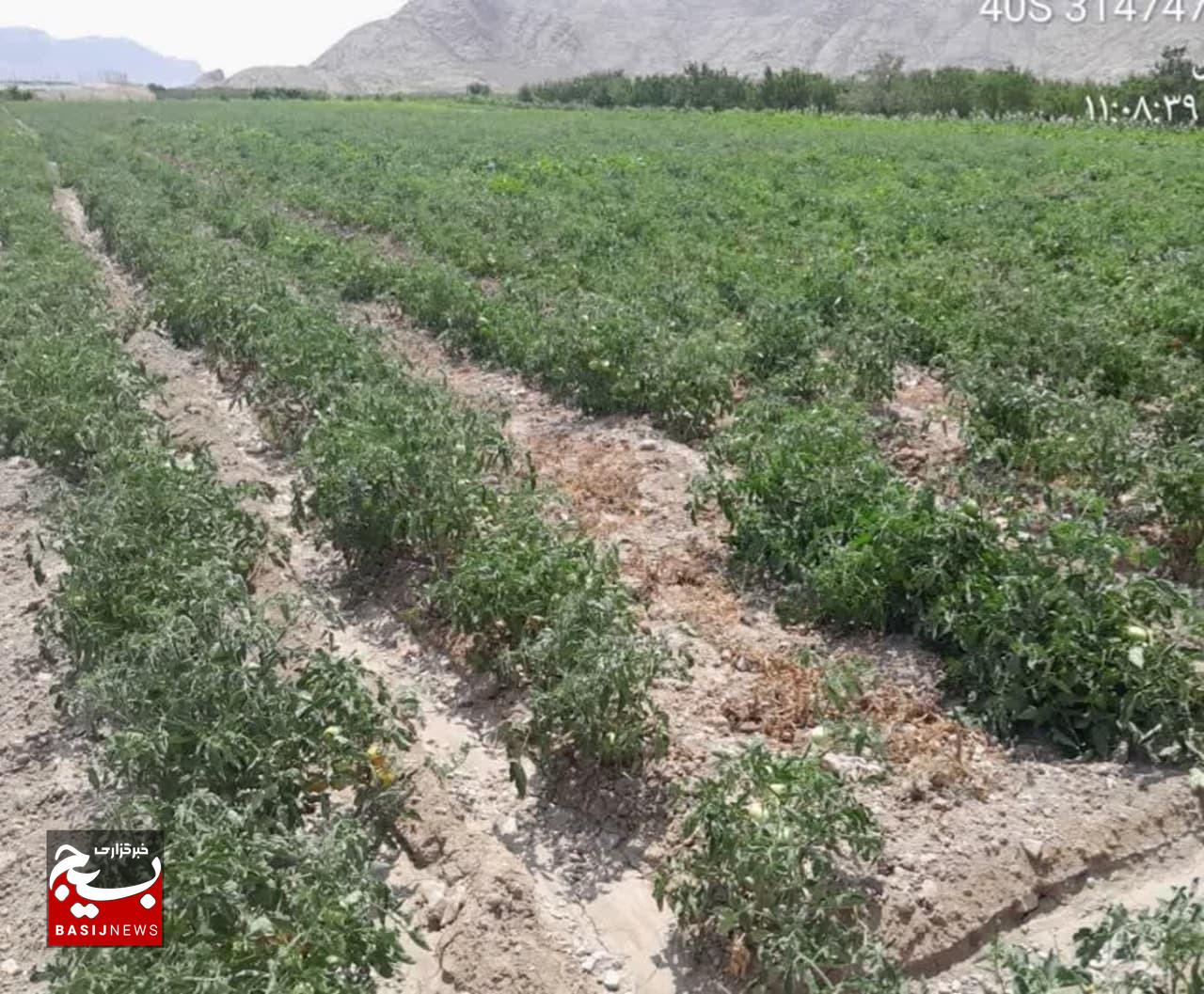 پیش بینی برداشت ۶ هزار تُن گوجه فرنگی از مزارع شاهرود