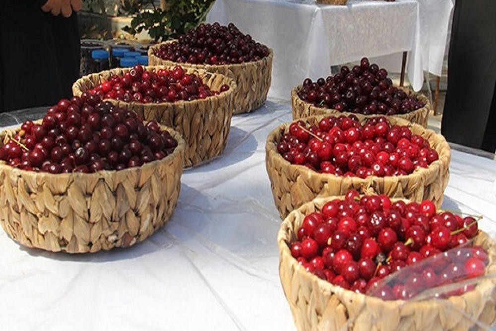 برگزاری ششمین جشنواره ملی آلبالو در زنگنه