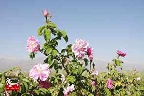 ثبت آیین سنتی گلاب‌گیری شهرستان بروجرد در فهرست رویدادهای گردشگری کشور