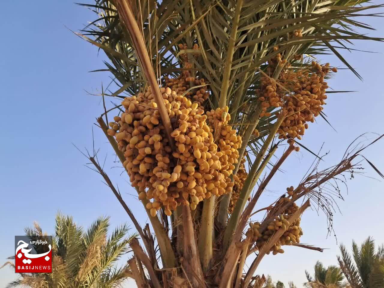 برداشت ۱۹۵ تن خرما از نخلستان‌های شاهرود