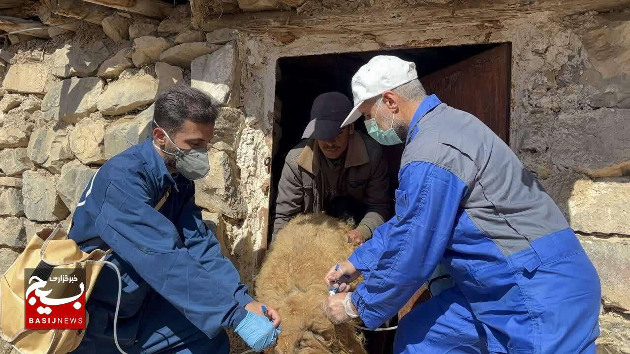 واکسیناسیون ۴۷ هزار راس دام شهرستان چهارباغ، علیه طاعون