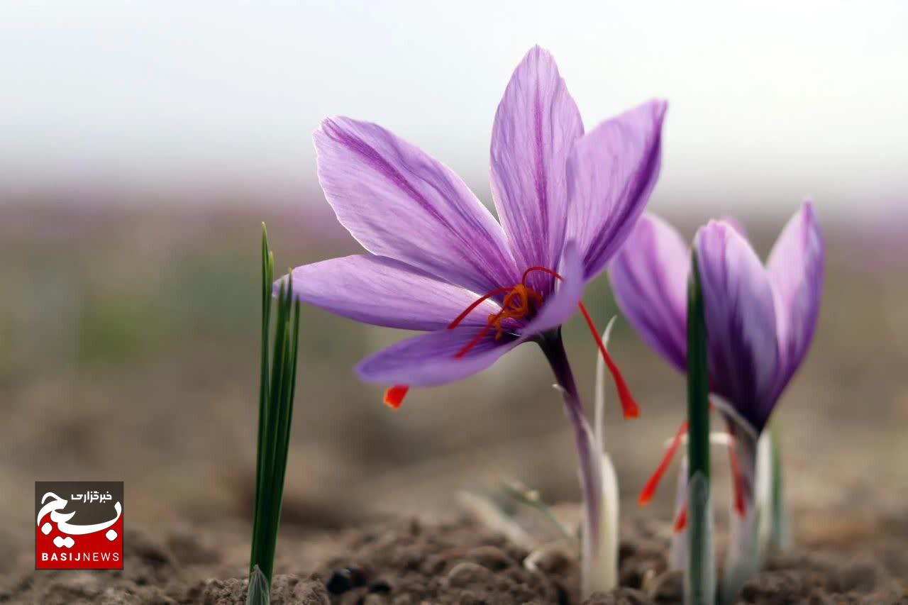 زنگ خطر خشکسالی برای «طلای سرخ» گناباد
