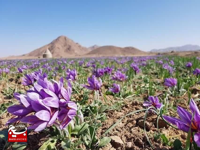 کاهش بارندگی، تولید زعفران بجستان را کاهش داد