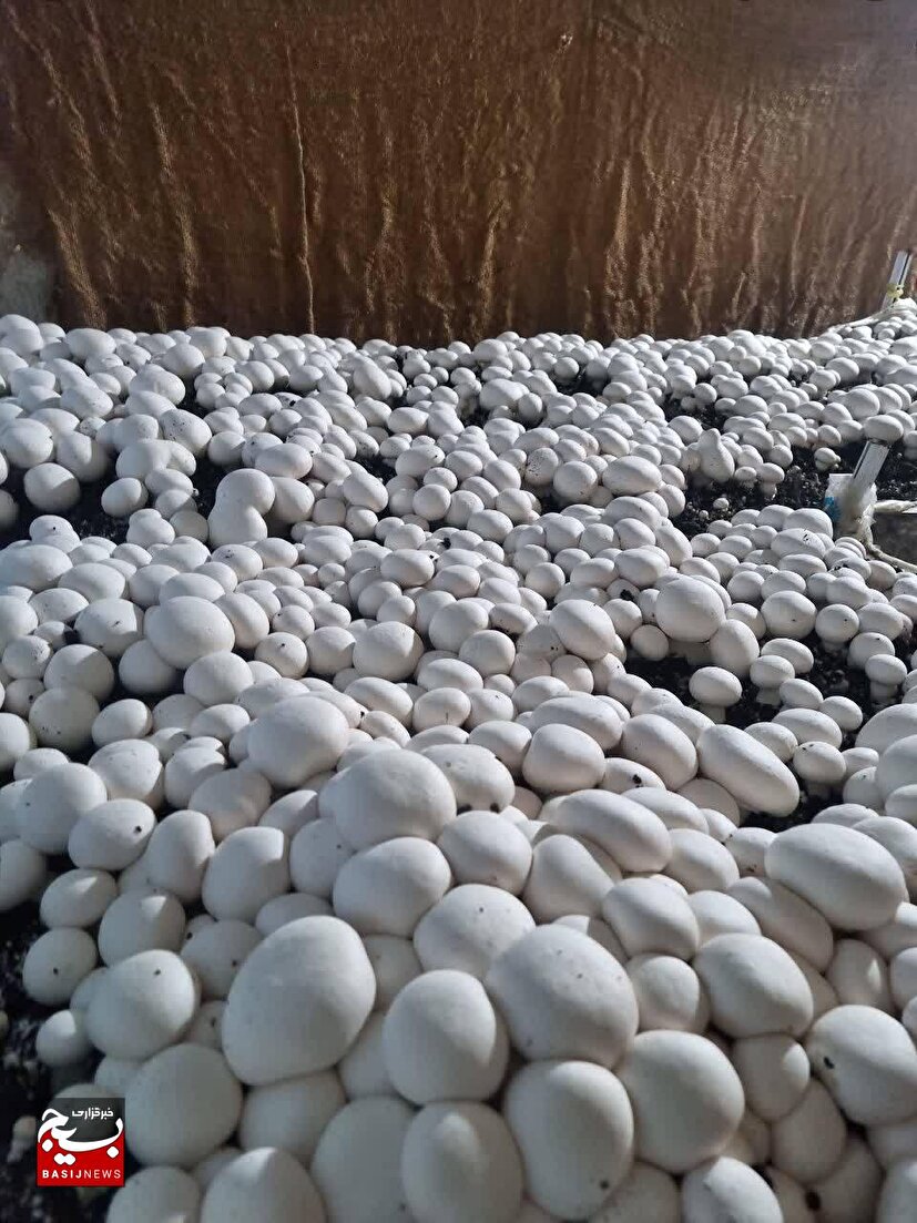 گام‌های موفق یک بانوی ساروی با پشتوانه بسیج سازندگی در مسیر کارآفرینی قارچ