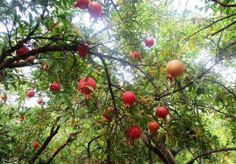 اینجا انارستان است/ وقتی خونِ زمین در انار می‌جوشد/ روایت عشق و عطش در باغ‌های کوهدشت