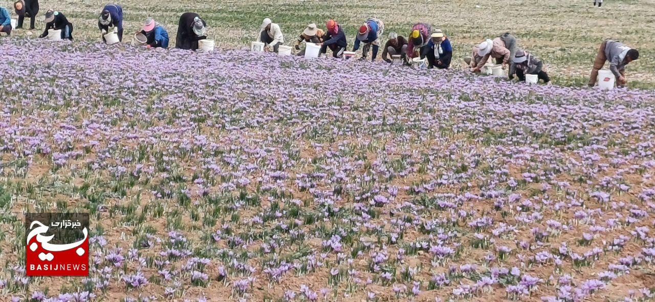 تربت‌حیدریه؛ نگین جهانی زعفران با نیمی از تولید ایران و جهان
