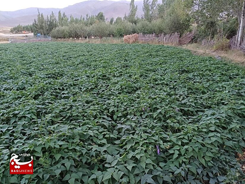 هفت خوان رستم را گذشتم در کشاورزی رکورد زدم