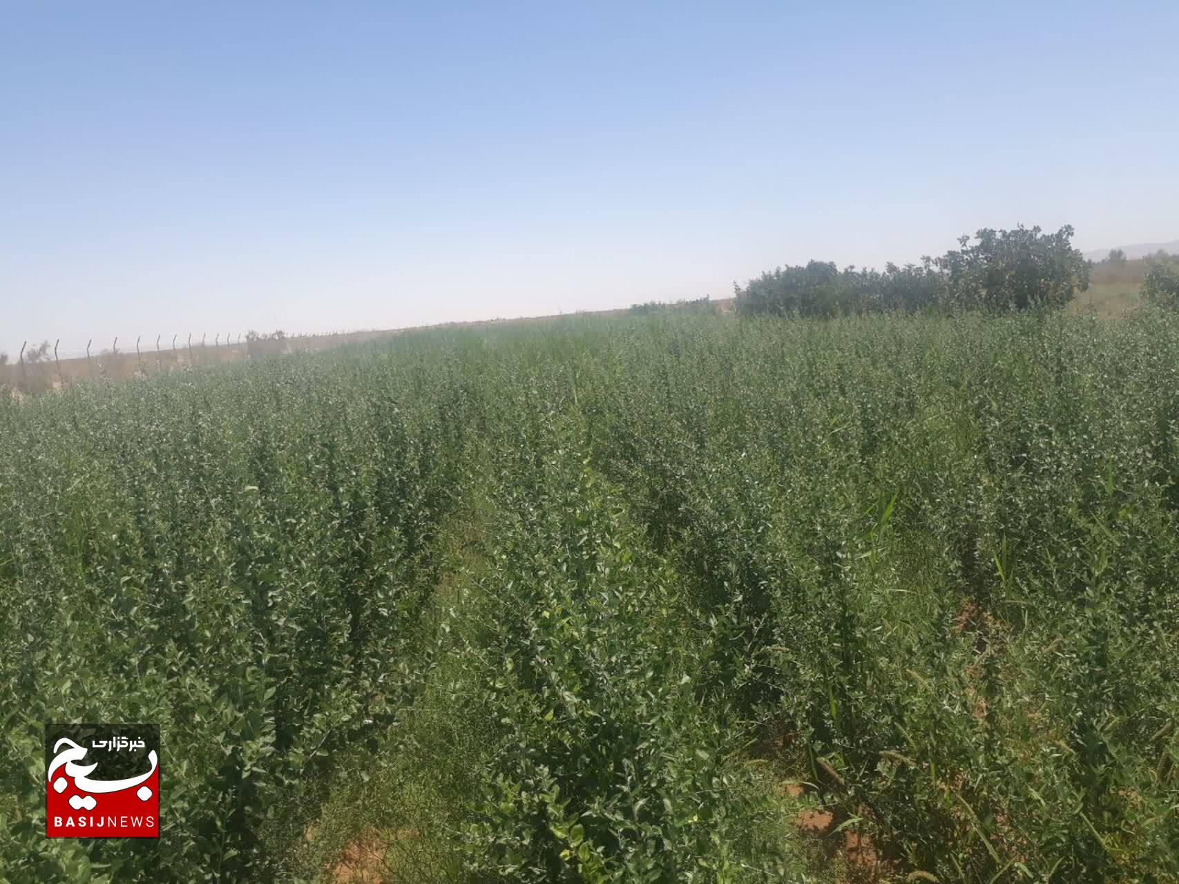 تولید نهال در نهالستان‌های استان سمنان از مرز ۷ میلیون گذشت