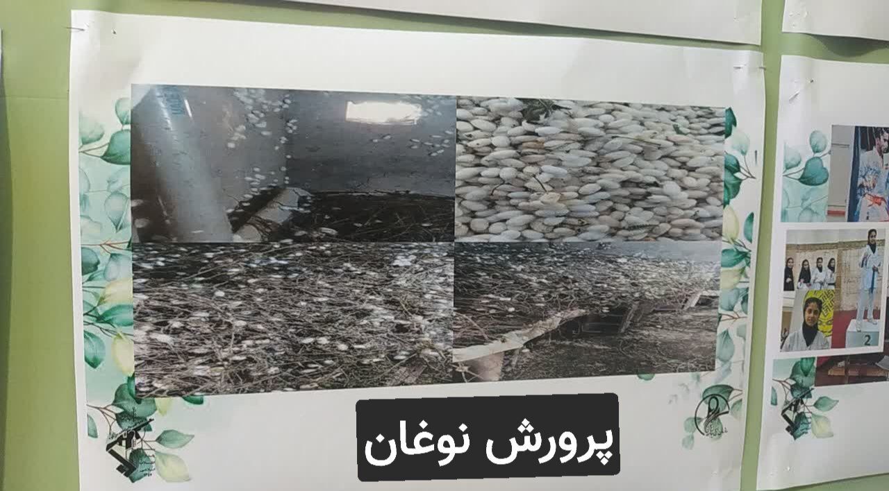 پایگاه بسیج رودبار با برداشت ۴۰۰ میلیون ریال از پرورش کرم ابریشم، جهش اقتصادی را رقم زد