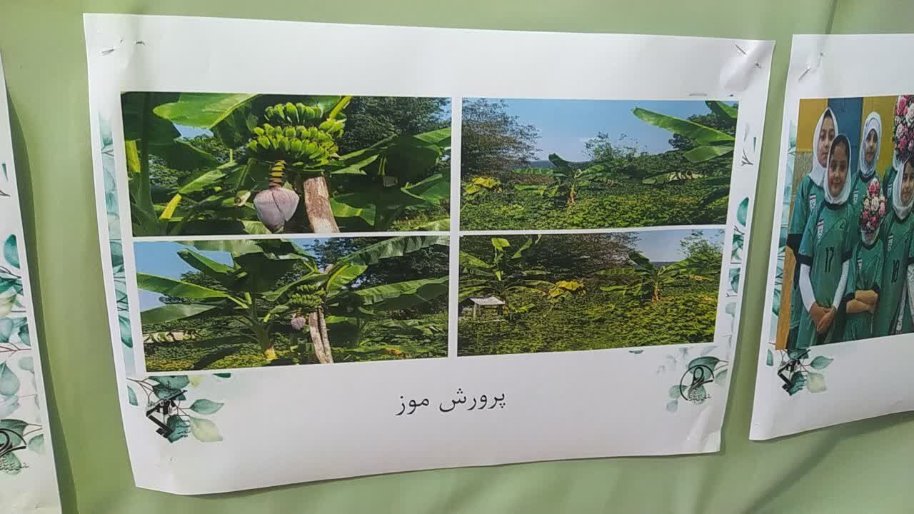 پایگاه بسیج رودبار با برداشت ۴۰۰ میلیون ریال از پرورش کرم ابریشم، جهش اقتصادی را رقم زد
