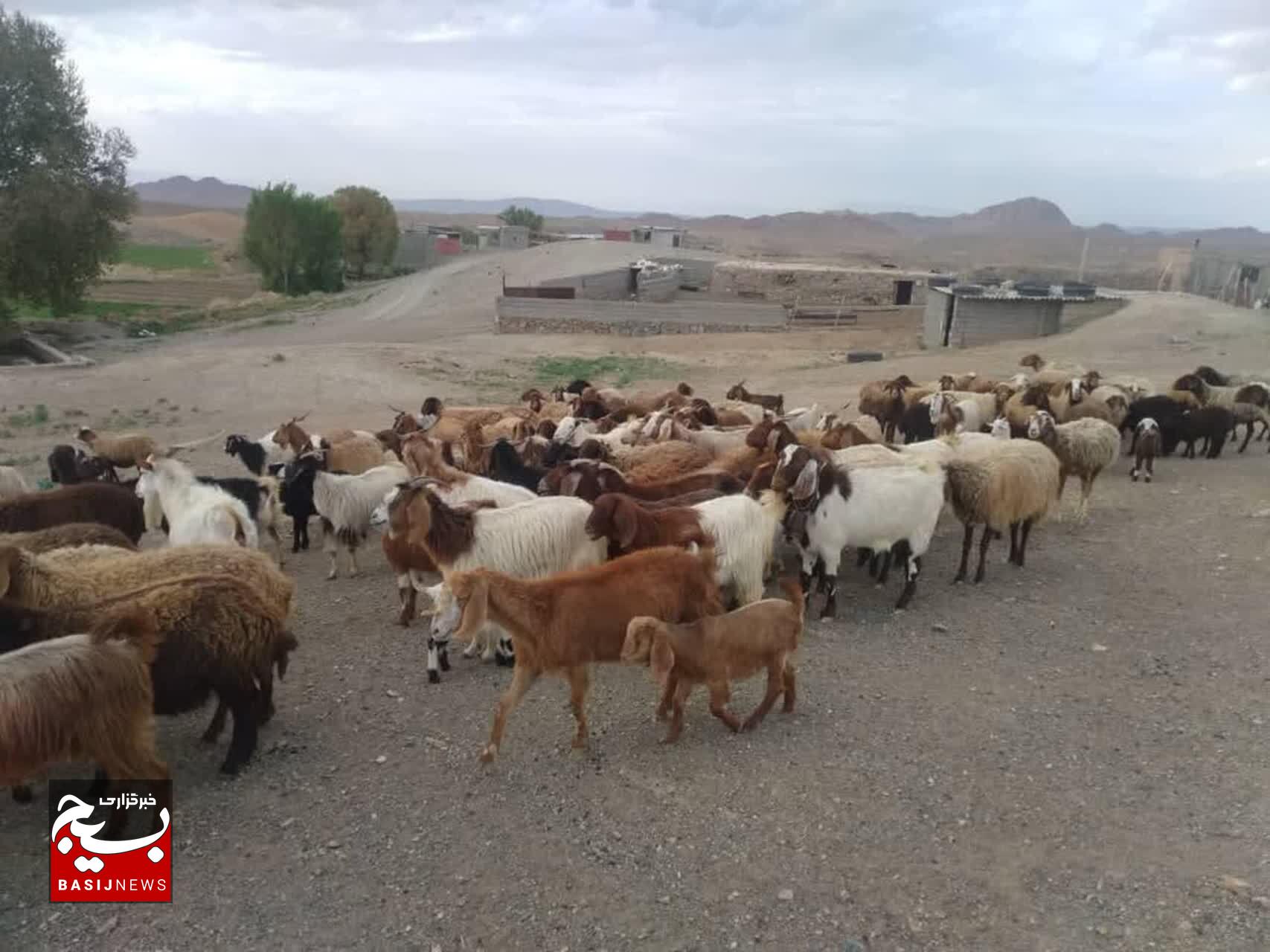 شاهرود قطب تولید گوشت قرمز در استان سمنان/ سهم ۱۸ درصدی شهرستان در تأمین سبد پروتئینی