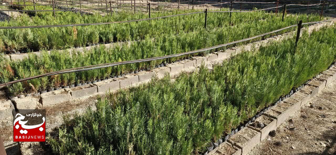۷۸۰ هکتار اراضی سمنان زیر کشت طرح زراعت چوب رفت
