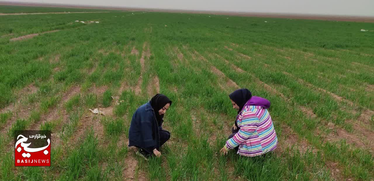 پایش همه‌جانبه بخش کشاورزی شاهرود در ایام نوروز/ از امنیت غذایی تا صیانت از اراضی ملی