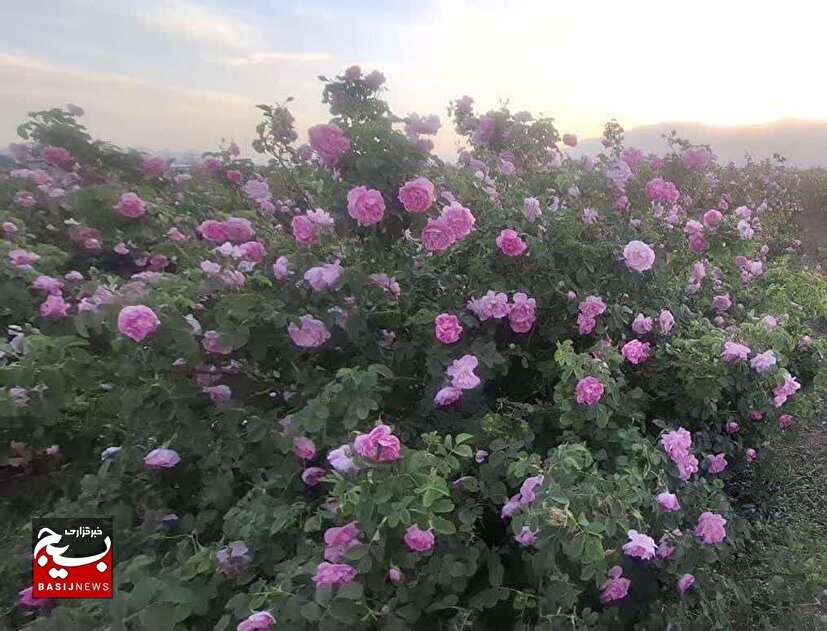 عطر گل‌محمدی در مزارع شاهرود/ پیش‌بینی برداشت ۱۴۰ تن محصول از مرکز تولید گیاهان دارویی استان