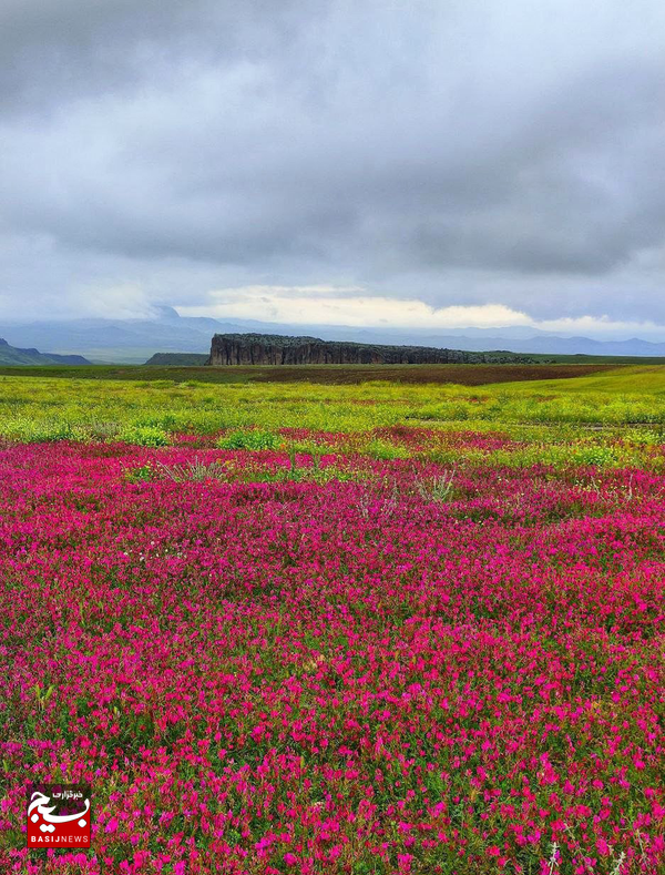 این دو گیاه کوهی درمانی برای تمام دردها است