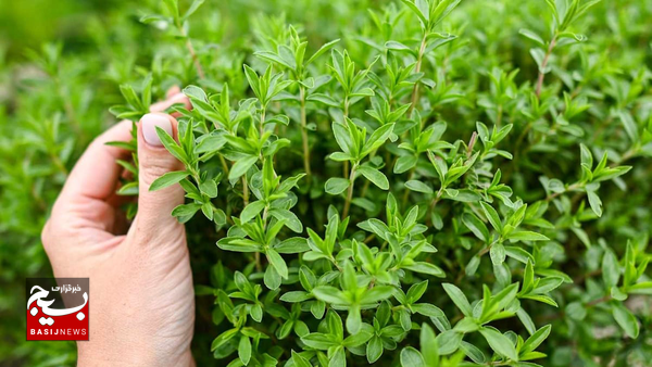این دو گیاه کوهی درمانی برای تمام دردها است