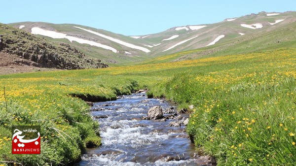 این دو گیاه کوهی درمانی برای تمام دردها است