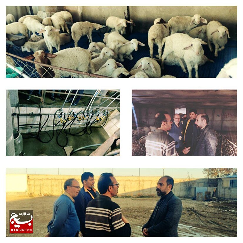 بازدید از واحد دامداری دام سانن شیرده و تشریح اهداف در شهرستان شیروان