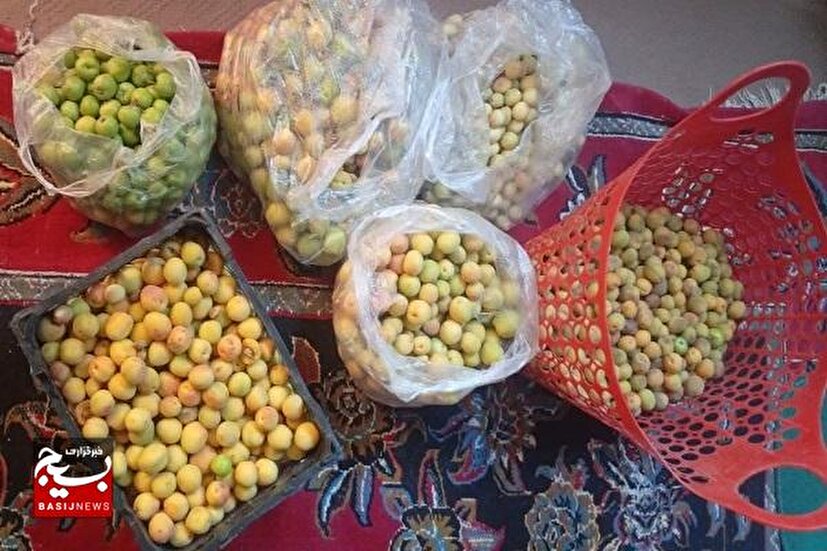 توزیع ۲۰ بسته میوه فصل به نیابت از شهدای جنگ تحمیلی رمضان در میان نیازمندان
