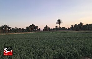 تأمین امنیت خوراک دام در شاهرود با تولید سالانه بیش از ۲۴ هزار تن یونجه/ سهم ۲۰ درصدی از سطح کشت استان