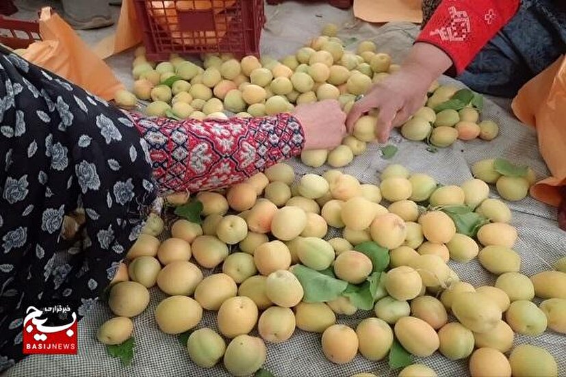 توزیع زردآلو در میان خانواده‌های نیازمند با مشارکت جهادگران بسیجی