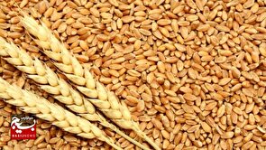 پیش‌بینی مشارکت ۱۹ هزار کشاورز زنجانی در تولید محصول استراتژیک گندم