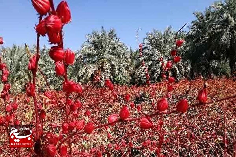 کشت چای ترش و کنار هندی در حمیدیه